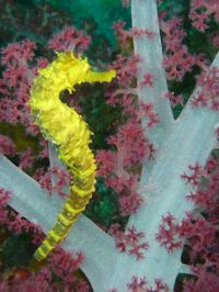 Tigertail Seahorse