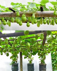 Owlmighty - Growing Chayote at Home in Containers: A Guide...