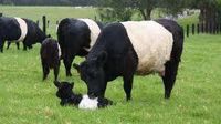 Galloway cows and calf, Macedon, Vic, Australia.