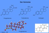 Sex Hormones