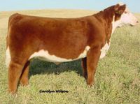 TFR High Cotton 328 ET • Cattle Visions • Premier Multi-Breed Online Semen Distributor