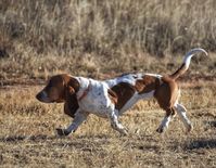 Basset Hound