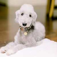 15 Facts About the Most Funniest Dog Breed – Bedlington Terrier