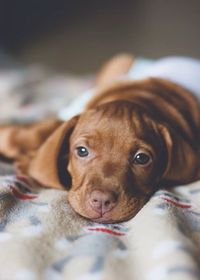 Hungarian Vizsla puppy ❤️🐾