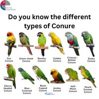 Check out all of the different types of Conures!👀🦜 #parrotessentials #parrots #petparrot #parrottrivia #parrotlife #parrotfacts #parrottips #parrotshop #parrottoys #parrotfood #parrottreats #parrotcages #parrotcaretip #parrotlove #petbird