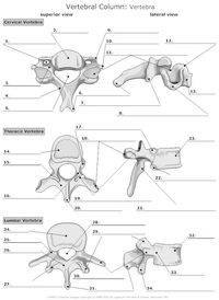 Vertebra Unlabeled