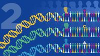 Human genomic variation: did you know... | National Human Genome Research Institute