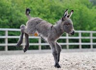 Donkey foal arrives during rehearsal for ‘epic’ performance - Horse & Hound