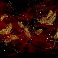 #burgundy #бордовый #aesthetic #fabric #butterfly #бабочка #ткани #velvet #бархат #эстетика #обои #wallpaper #foundalighter #art