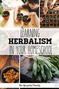 Looking for fun ways to supplement your child’s homeschool learning? Why not learn herbalism in your homeschool. I am sharing some fun and simple ways to learn all about herbalism in your homeschool. #homeschool #learningherbalism #homeschooling #curriculum #resources #tips #activities #theupcycledfamily