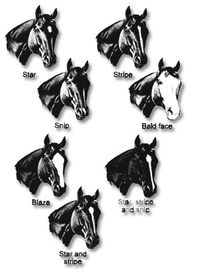 Horse-face markings.