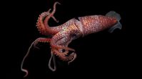 This bejeweled beauty is a squid species sampled from the ocean twilight zone, a mysterious layer of the ocean, home to the world's largest animal migration