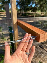 DIY Berry Trellis: How to Build a Wire Raspberry or Blackberry Trellis (Video) ~ Homestead and Chill