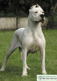 dogo argentino dog - Google Search