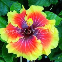 Rare-multi-color Giant Hibiscus Seeds 2 6 or 10 SEEDS - Etsy