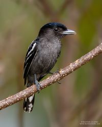 White-winged becard (Pachyramphus polychopterus) Зябликовый бекард