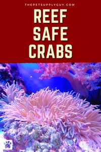 Reef Safe Crab List >> LEARN MORE @ ThePetSupplyGuy.com << #thepetsupplyguy #pet #pets #animal #fish #aquarium #fishtank #reeftank