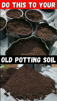 Are you struggling with old, tired potting mix that's no longer providing your plants with the nutrients they need? we'll show you how to revitalize old potting mix using simple, effective techniques. Learn the top secrets to breathing new life into your potting mix, saving you money and ensuring your plants thrive.#GardeningTips #PottingMix #GardenHacks #PlantCare #RevitalizeSoil #GreenThumb #DIYGardening #OrganicGardening #SoilHealth #GardeningSecrets