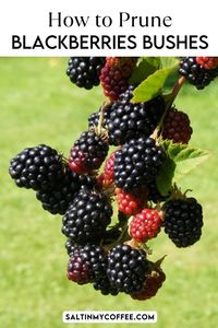 Did you know that Blackberry Bushes bear best and most abundantly when they're properly pruned? Check out all my tips and tricks about when and how to prune your blackberry bushes for the best produce.