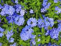 2 Imperial Blue Plumbago Live Plants 3 to 5 Inches Tall - Etsy