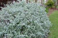 Gnafálio - Helichrysum petiolatum - Flores e Folhagens