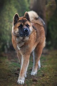 Dog Breed ➡️ AMERICAN AKITA From @kenzo_americanakitapuppy Country 🇵🇱 🐶 Kenzo 10 months old