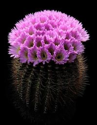 acanthocalycium spiniflorum