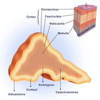 adrenal cortex  | ต่อมหมวกไตส่วนนอก (Adrenal cortex ...