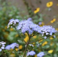 2024 Plant of the Year: Blue Mistflower - GNPS