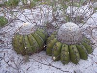 Discocactus placentiformis