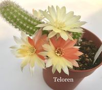 Uno de los chamaecereus mas bellos de mi colección, con la peculiaridad de q cada flor es distinta a la otra.