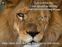 Don't Go to the Circus!   Circuses, like Big Game Hunting, Are a Relic of the Centuries Past!    They should be religated to museums and history books!