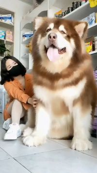 🥰🐶 Feast your eyes on this huge cute dog video that will make you say 'aww' a thousand times! And that's not all—visit our website at www.woofblankets.com and use code FATHERSDAY25 to enjoy a whopping 25% off sitewide in celebration of Father's Day! 🎁🎉 Discover our incredible selection of custom pet products for your furry friends! 🛍️🐕 Don't miss out on this massive cuteness overload and exclusive offer! #DogVideos #CustomPetProducts #FathersDaySale