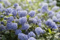 Ceanothus thyrsiflorus var. repens