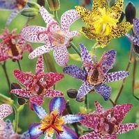 Buy Deluxe Toad Lily Mixture Super Sak with a Lifetime Guarantee at Brecks.com. Brecks delivers the best Dutch bulbs, perennials, irises and more. Shop NOW!