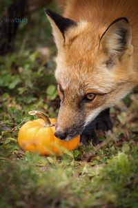 Halloween Fox