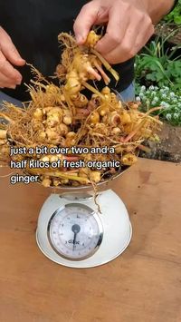 ✨Not only is ginger a versatile spice that adds zing to your favourite dishes, but it also boasts amazing nutritional benefits 💪🏼 Rich in antioxidants, it aids digestion, boosts immunity, and soothes inflammation! Credit: @grow.your.food.wi #gingerharvesting #nutritionalfood #easygardening #simplegardening