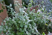 Gnafálio - Helichrysum petiolatum - Flores e Folhagens