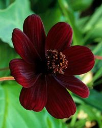 Chocolate Cosmos flower