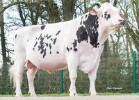 this Holstein bull