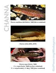 Borna snakehead, (Channa amphibeus) - Google Search