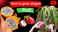 how to propagate dragon fruit from the fruit at DuckDuckGo