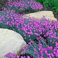 'Firewitch' Dianthus | Great Garden Plants