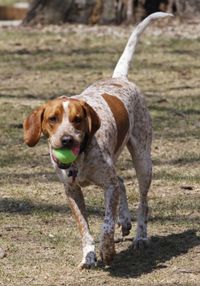 red tick coonhound | American English Coonhound / Redtick Coonhound