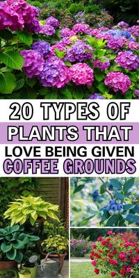 Did you know many plants that like coffee grounds? Find out which plants in your garden would love your leftover coffee bits!