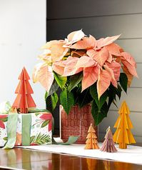 7 Poinsettia Care Mistakes Almost Everybody Makes