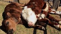 Red Angus, Hereford