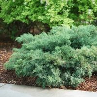 MONTANA MOSS® Juniper