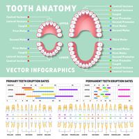 Orthodontist human tooth anatomy vector ...