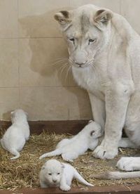 White lions  #Lions #lion cubs #animals